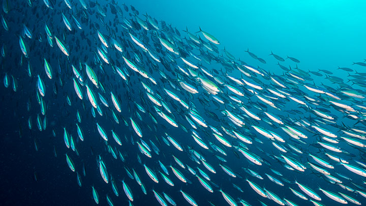 Large school of fish