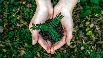 Two hands cup a seedling to be planted in a forest floor